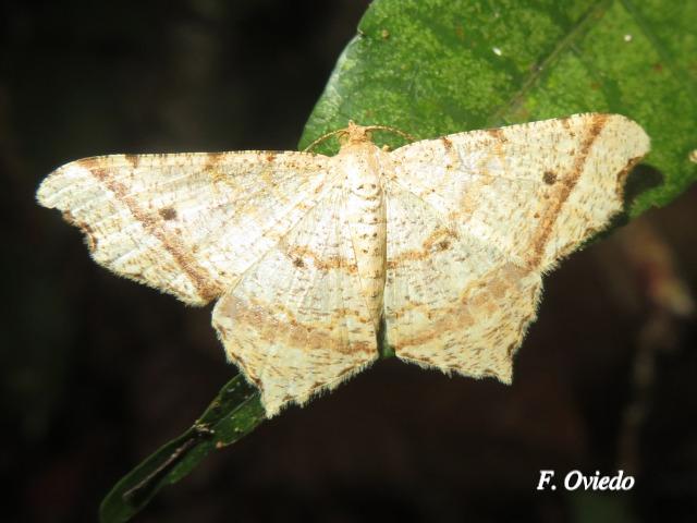 Macaria perpendiculata (Polilla angulada)