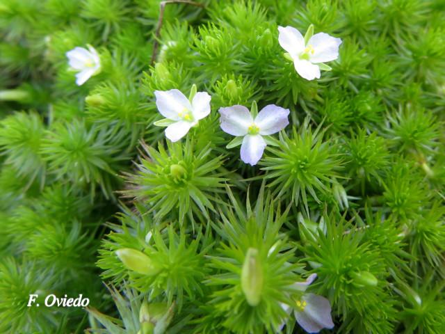 Mayaca fluviatilis 