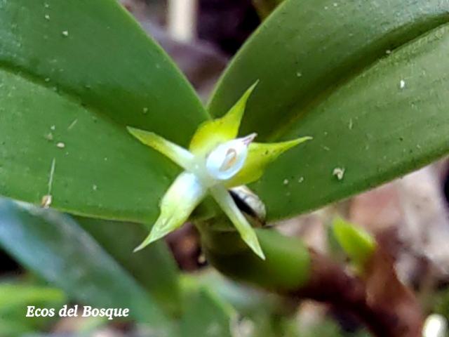 Prosthechea pygmaea 