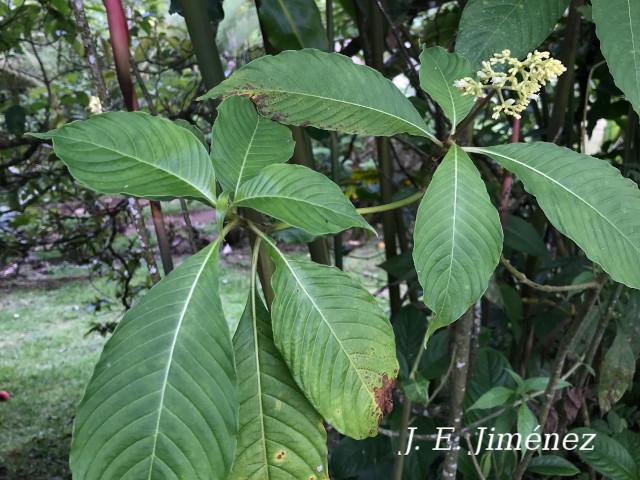 Psychotria luxurians