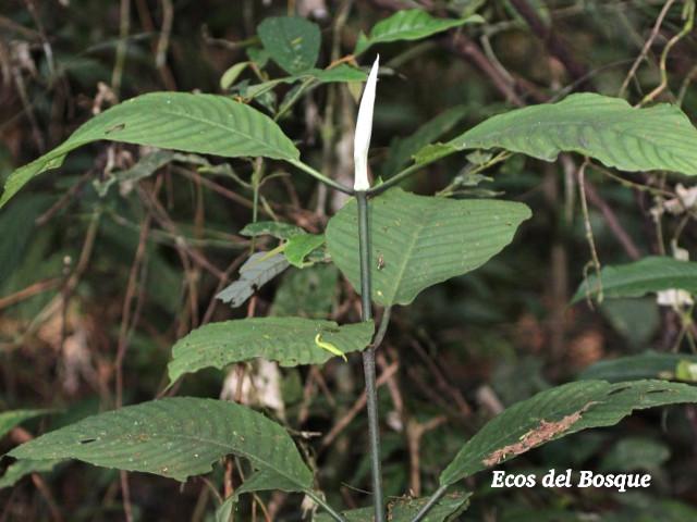 Psychotria panamensis