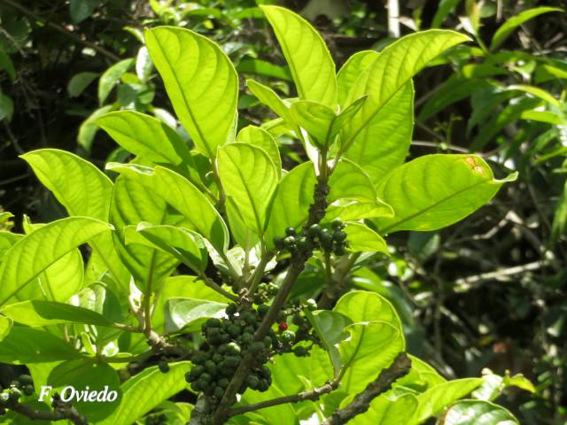 Tetrorchidium robledoanum
