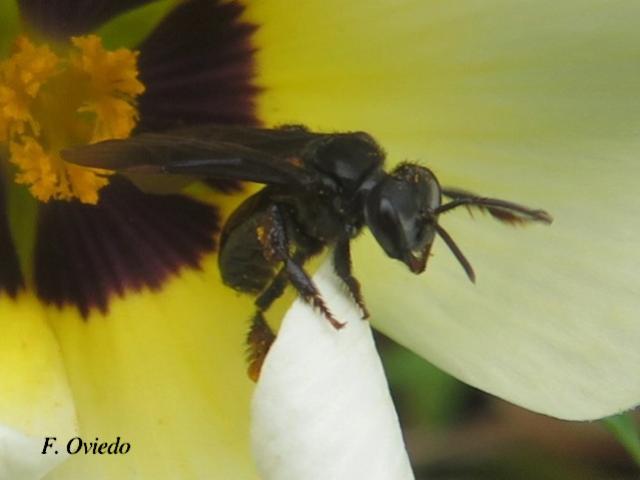 Trigona fuscipennis (Conga)