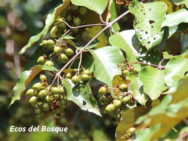 Vismia baccifera (Achiotillo)