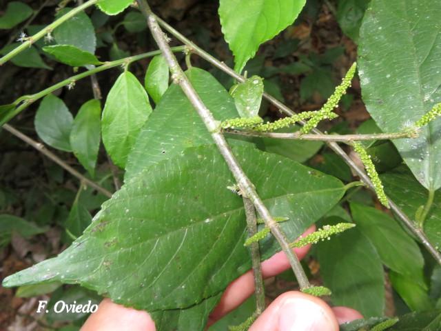 Acalypha diversifolia
