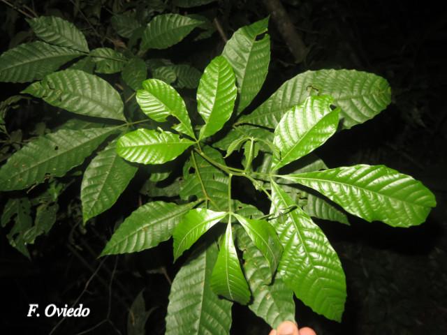 Allophylus psilospermus (Fierrillo, huesillo)