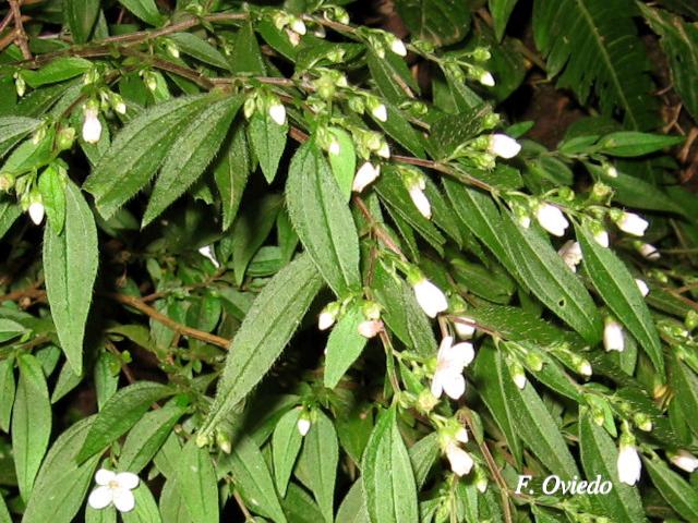 Centradenia inaequilateralis