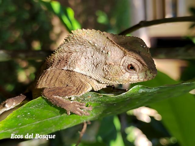 Corythophanes cristatus (Camaleón crestado)