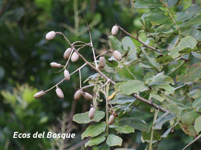 Dipteryx panamensis (Almendro de montaña)