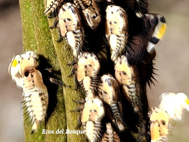 Membracis mexicana (Periquito del nance))