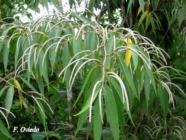 Piper friedrichsthalii