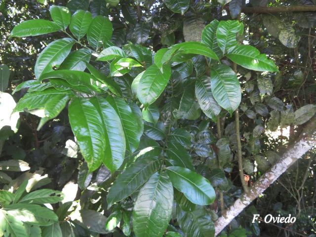 Zanthoxylum acuminatum (Lagartillo)