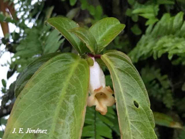 Drymonia stenophylla