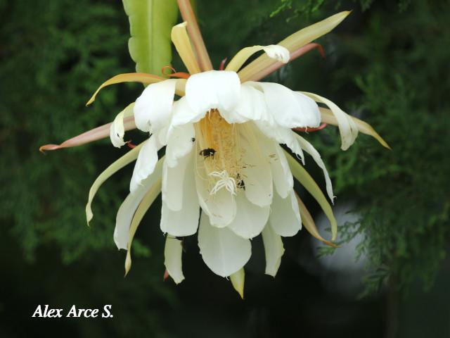 Epiphyllum thomasianum 