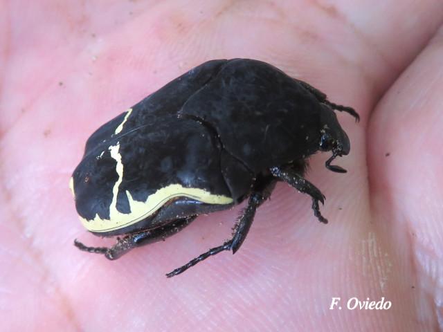 Gymnetis chevrolati