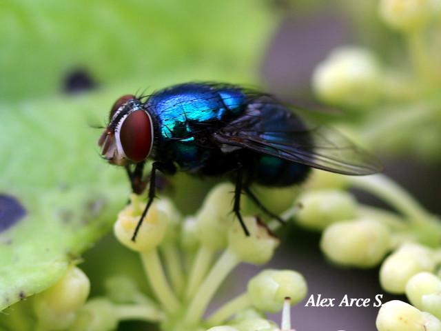 Lucilia eximia (Mosca metálica)