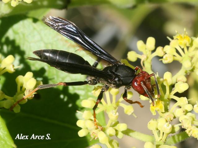 Polistes erythrocephalus (Avispa de papel cabeza roja)