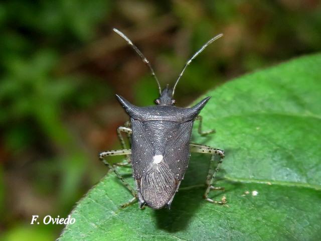 Proxys albopunctulatus