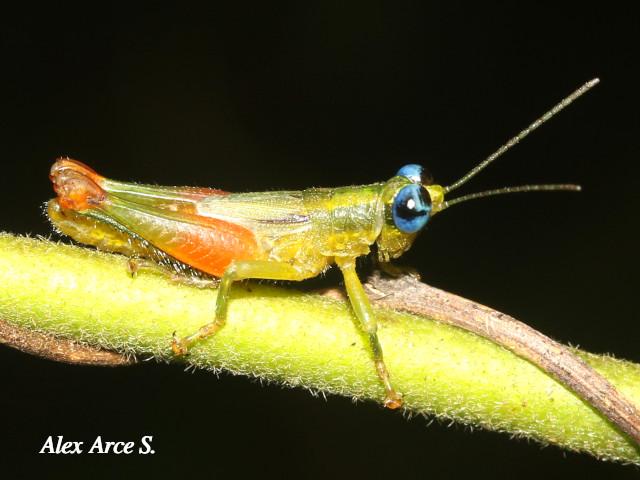 Pseudanniceris nigrinervis