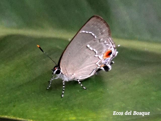 Rekoa marius (Mariposa sedosa marius)