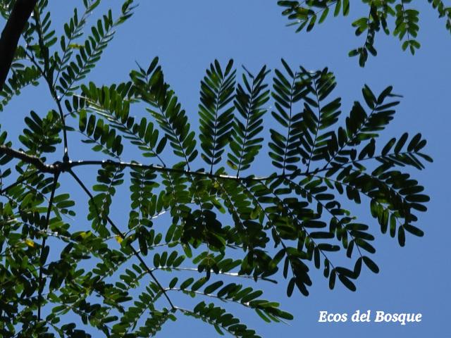 Schizolobium parahyba (Gallinazo, Gavilán, Zorra)