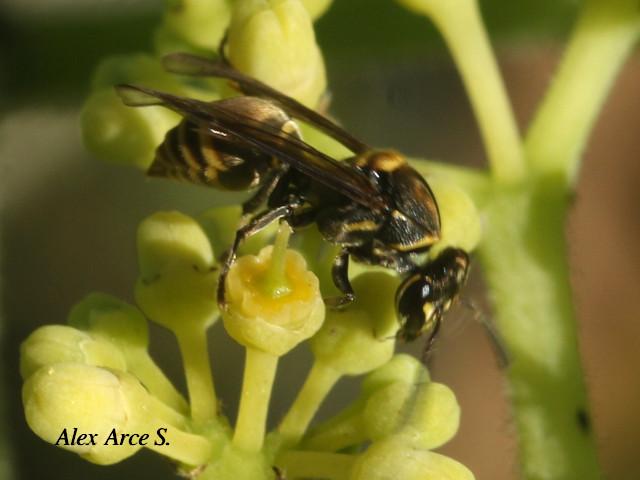 Brachygastra scutellaris