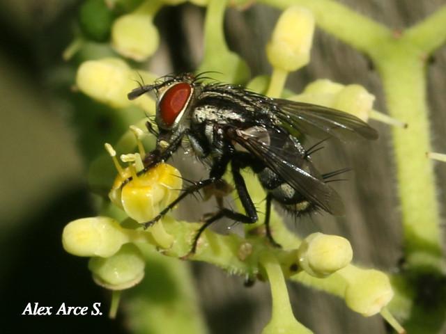 Cochliomyia macellaria