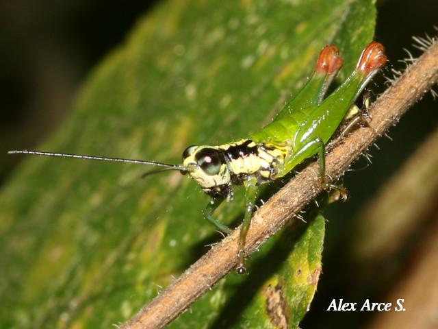 Drymophilacris bimaculata