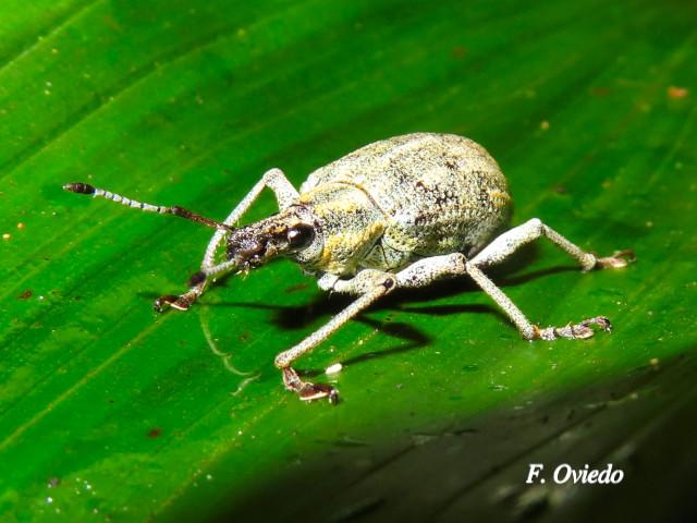 Exophthalmus pulverulentus