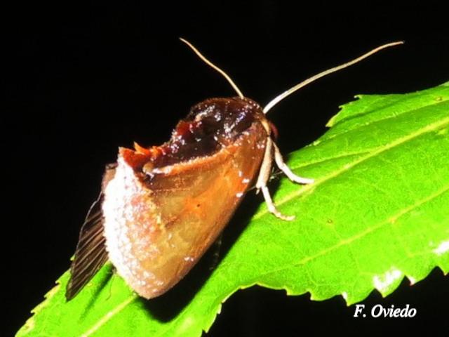 Gonodonta fulvangula