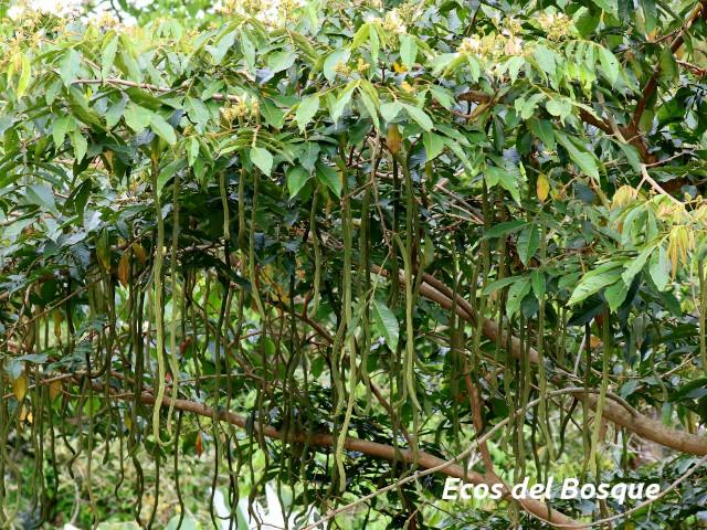 Inga edulis (Guaba chilillo)