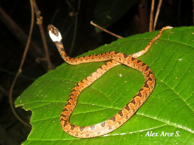 Leptodeira septentrionalis (Culebra ojo de gato norteña)