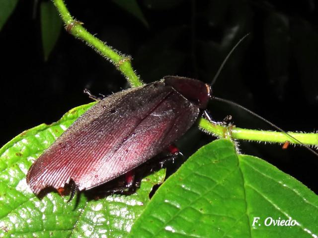 Megaloblatta blaberoides (Cucarachas de la madera)