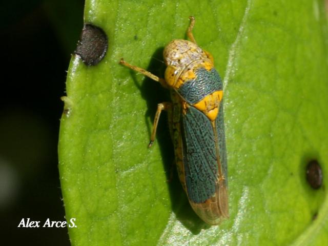Oncometopia clarior (Chicharrita bicolor)
