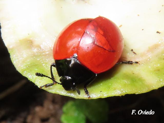 Aegithus rufipennis (Catarina tropical)