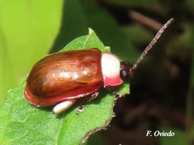 Asphaera chontalensis