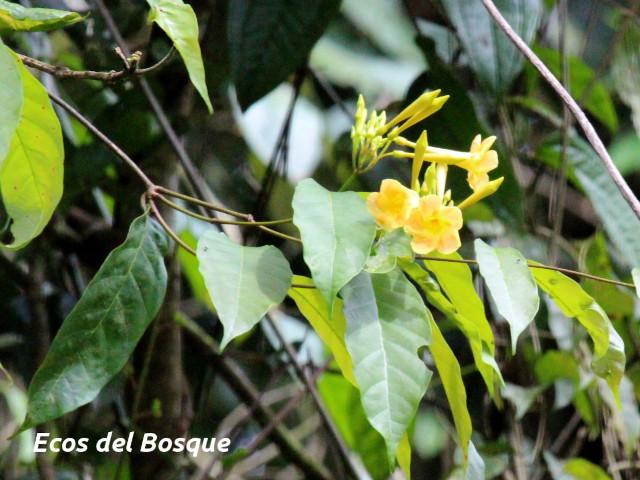 Odontadenia puncticulosa