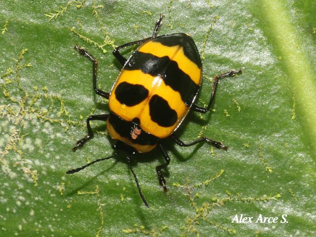 Oligocorynus jansoni