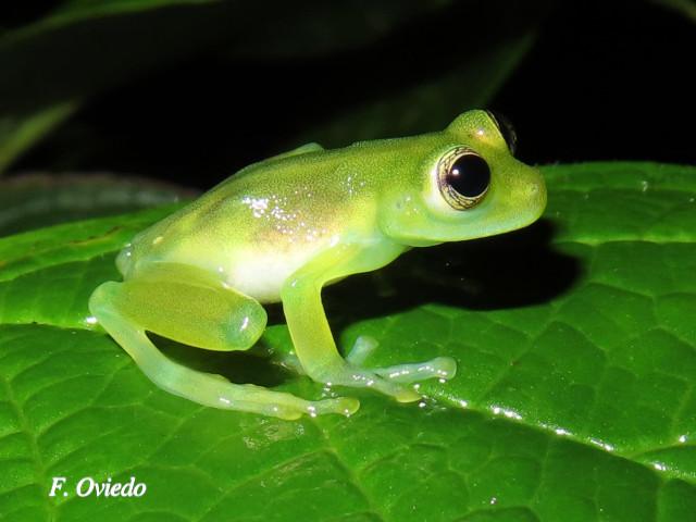 Teratohyla spinosa (Rana de cristal de espinosa)