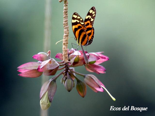 Melinaea lilis en Merinthopodium neuranthum