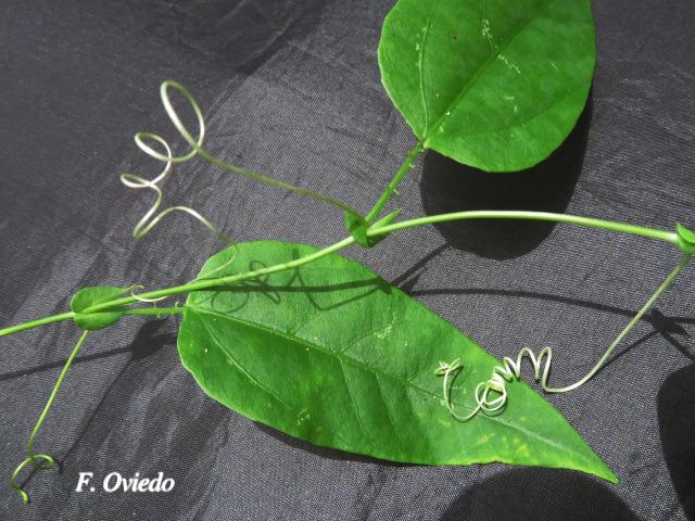 Passiflora oerstedii