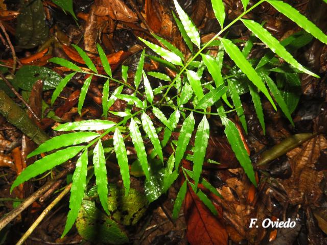 Vouarana anomala (Areno)