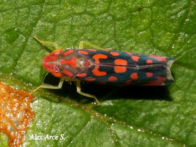 Ladoffa lentiginosa (Chicharritas)