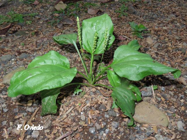 Plantago major (Llantén)