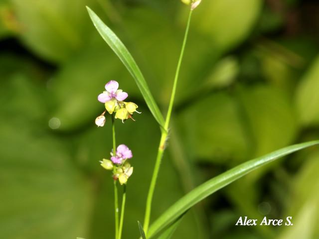Murdannia nudiflora