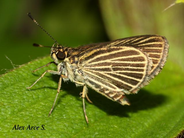 Parphorus storax storax