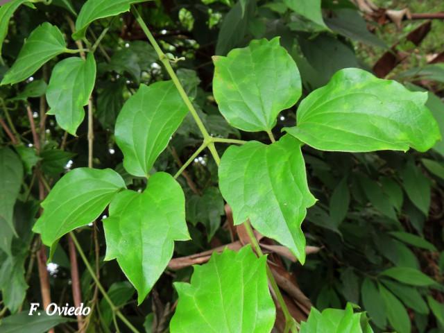 Clematis polígama (Barba de viejo)