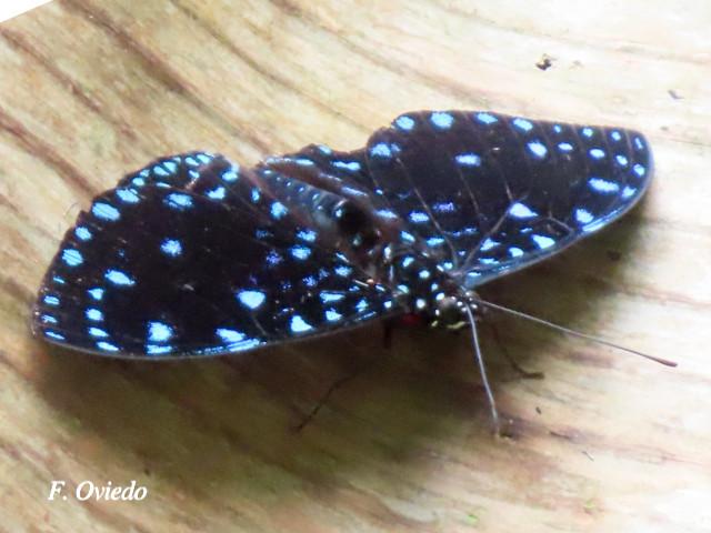 Hamadryas Laodamia Saurites (Noche estrellada)