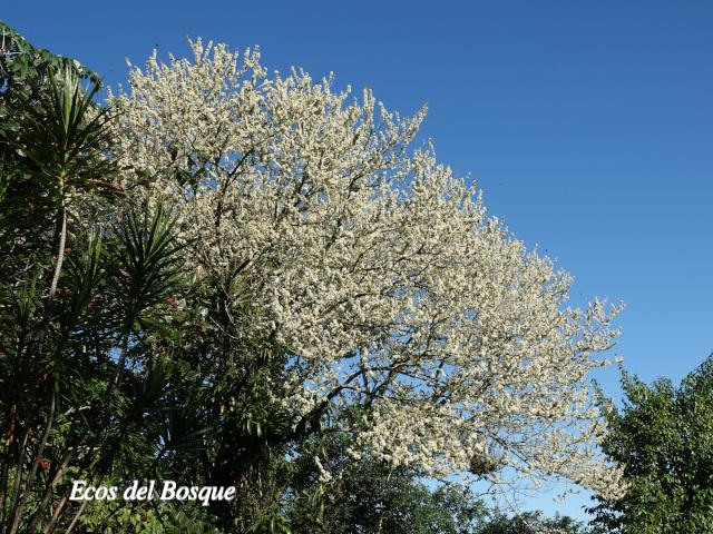 Inga samanensis