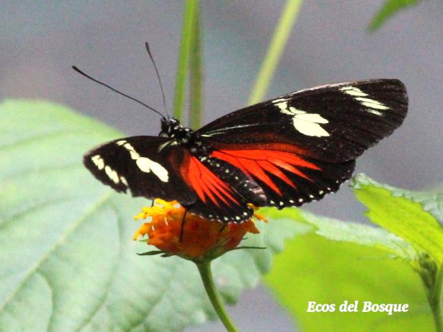 Heliconius doris